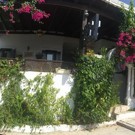 Pasha 4*