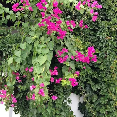 Frühstückspension Pasha